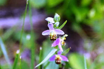 orchidees2025-18.JPG (124329 octets)