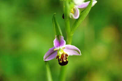 orchidees2025-19.JPG (113714 octets)
