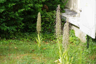 orchidees2025-22.JPG (174833 octets)