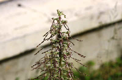 orchidees2025-23.JPG (130218 octets)