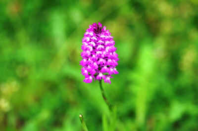 orchidees2025-24.JPG (125415 octets)