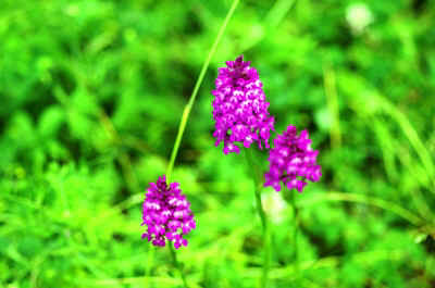 orchidees2025-25.JPG (147749 octets)