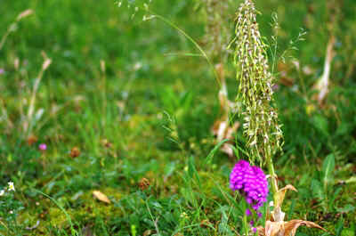 orchidees2025-26.JPG (165507 octets)