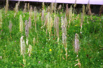 orchidees2025-27.JPG (189168 octets)