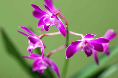 orchidees2025-3.JPG (122527 octets)