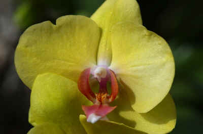 orchidees2025-4.JPG (123516 octets)