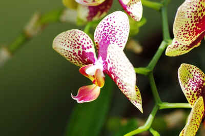 orchidees2025-5.JPG (143288 octets)