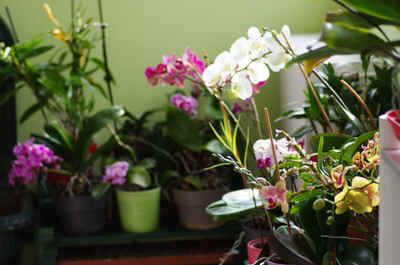 orchidees2025-6.JPG (150112 octets)