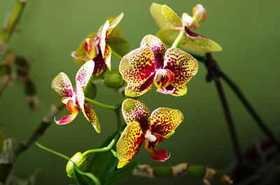 orchidees2025-7.JPG (139132 octets)