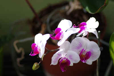 orchidees2025-8.JPG (123093 octets)