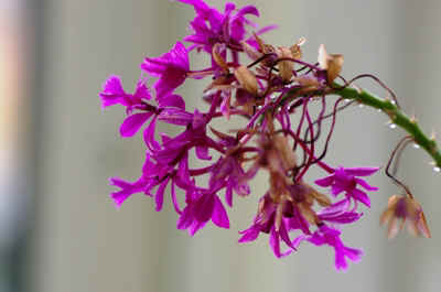 orchidees2025-9.JPG (134476 octets)