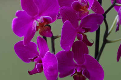 orchidees2026-4.JPG (135412 octets)