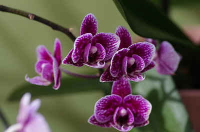 orchidees2026-6.JPG (129656 octets)