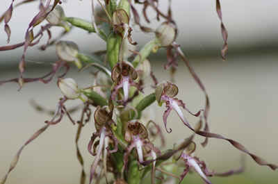 orchidees2026-7.JPG (130261 octets)