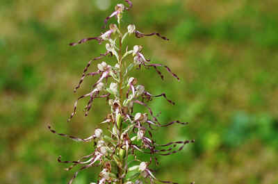orchidees2026-8.JPG (138266 octets)
